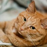 Что означает, когда снится Кошка — интуиция, обман или независимость