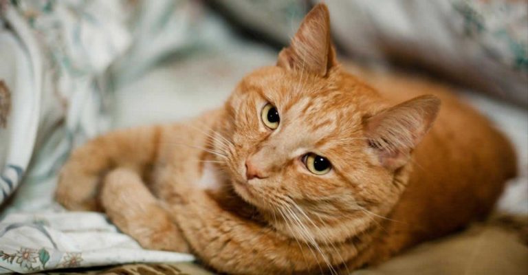 Что означает, когда снится Кошка — интуиция, обман или независимость
