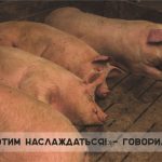 Что означает, когда снится свинья — деньги, жадность или удача