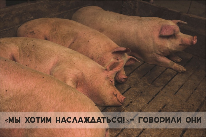 Что означает, когда снится свинья — деньги, жадность или удача