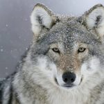 Що означає коли сниться вовк — вороги, страхи, внутрішня сила