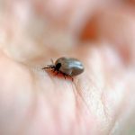 Что означает, когда снится клещ — истощение, токсичные связи