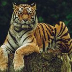 Что означает, когда снится тигр — сила, агрессия