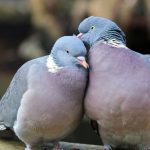 Що означає, коли сниться голуб — мир, звістка