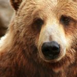 Що означає коли сниться ведмідь — сила, небезпека, захист